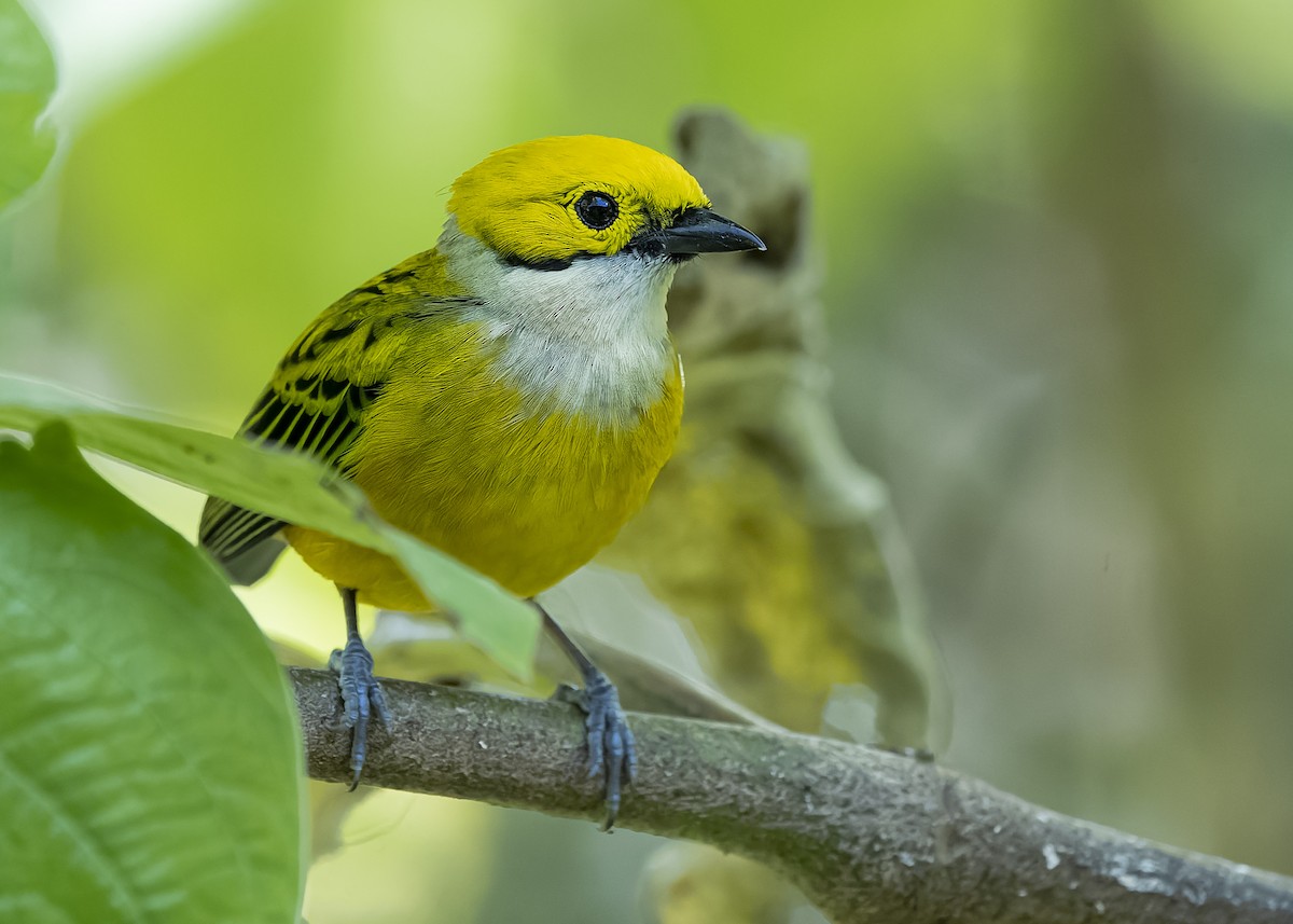 Silver-throated Tanager - ML423296511