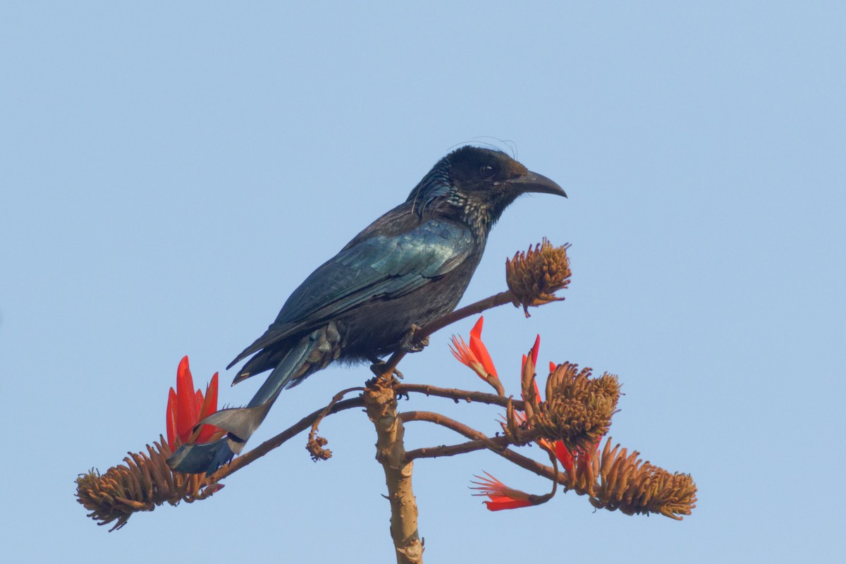 Hair-crested Drongo - ML423304831