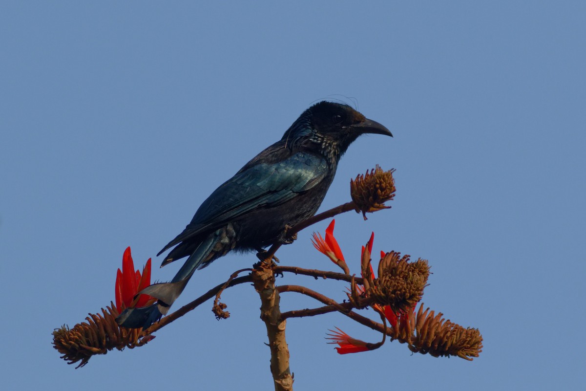 Hair-crested Drongo - ML423307291