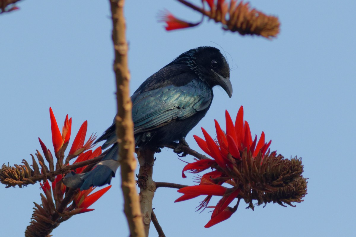 Hair-crested Drongo - ML423307311