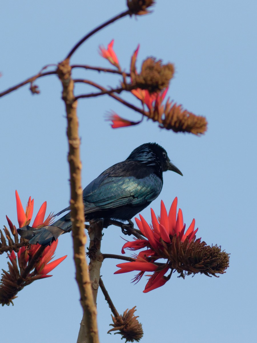 Hair-crested Drongo - ML423307731