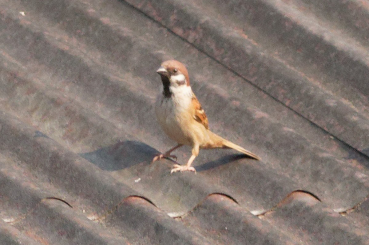 Eurasian Tree Sparrow - ML423310121