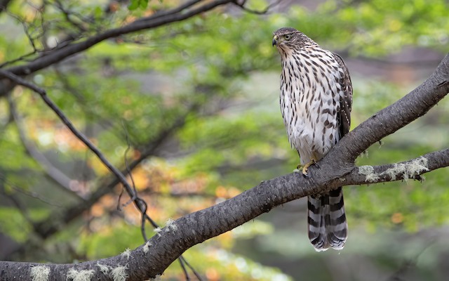 Identification - Chilean Hawk - Accipiter chilensis - Birds of the World