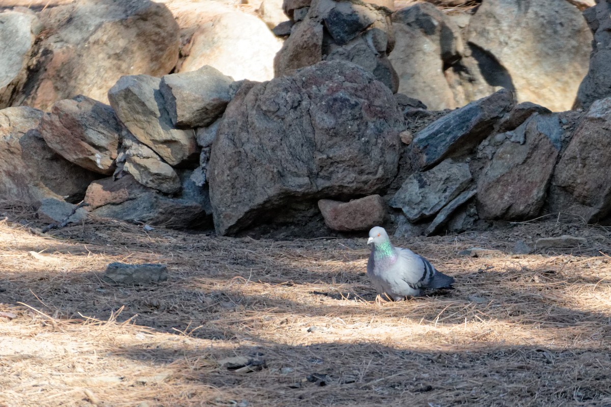 Rock Pigeon (Feral Pigeon) - ML423315831