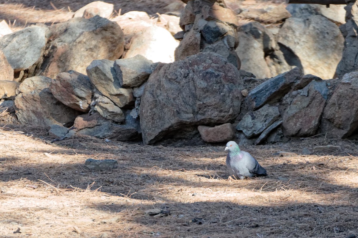 Rock Pigeon (Feral Pigeon) - ML423315911