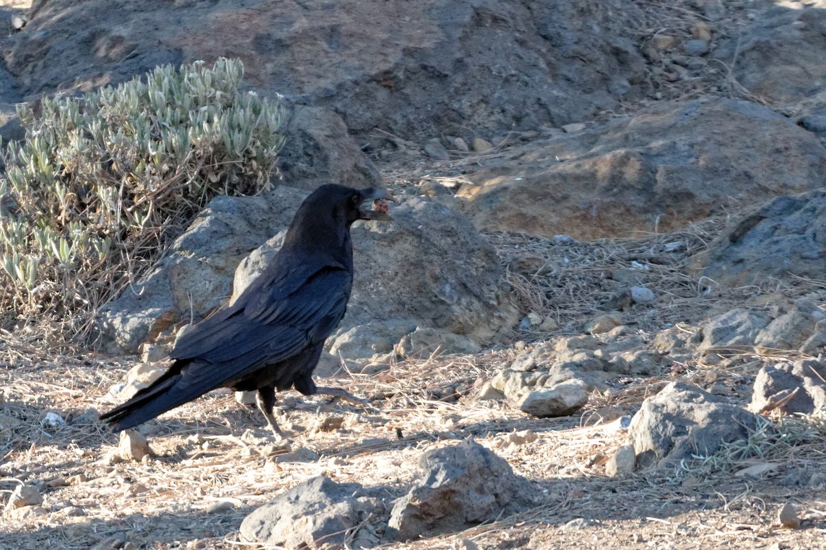 Common Raven - ML423323911
