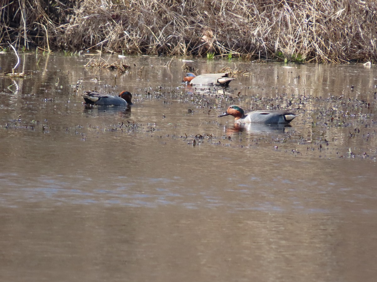 Green-winged Teal - ML423331601