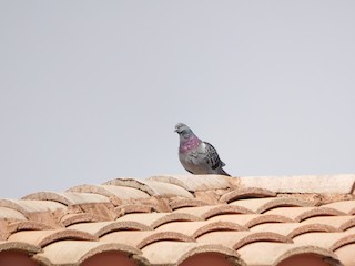Rock Pigeon (Feral Pigeon), ML423334081