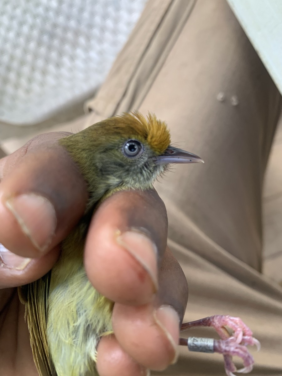 Tawny-crowned Greenlet - ML423335151