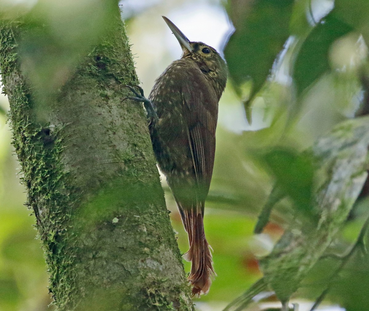 Spotted Woodcreeper - ML423341511