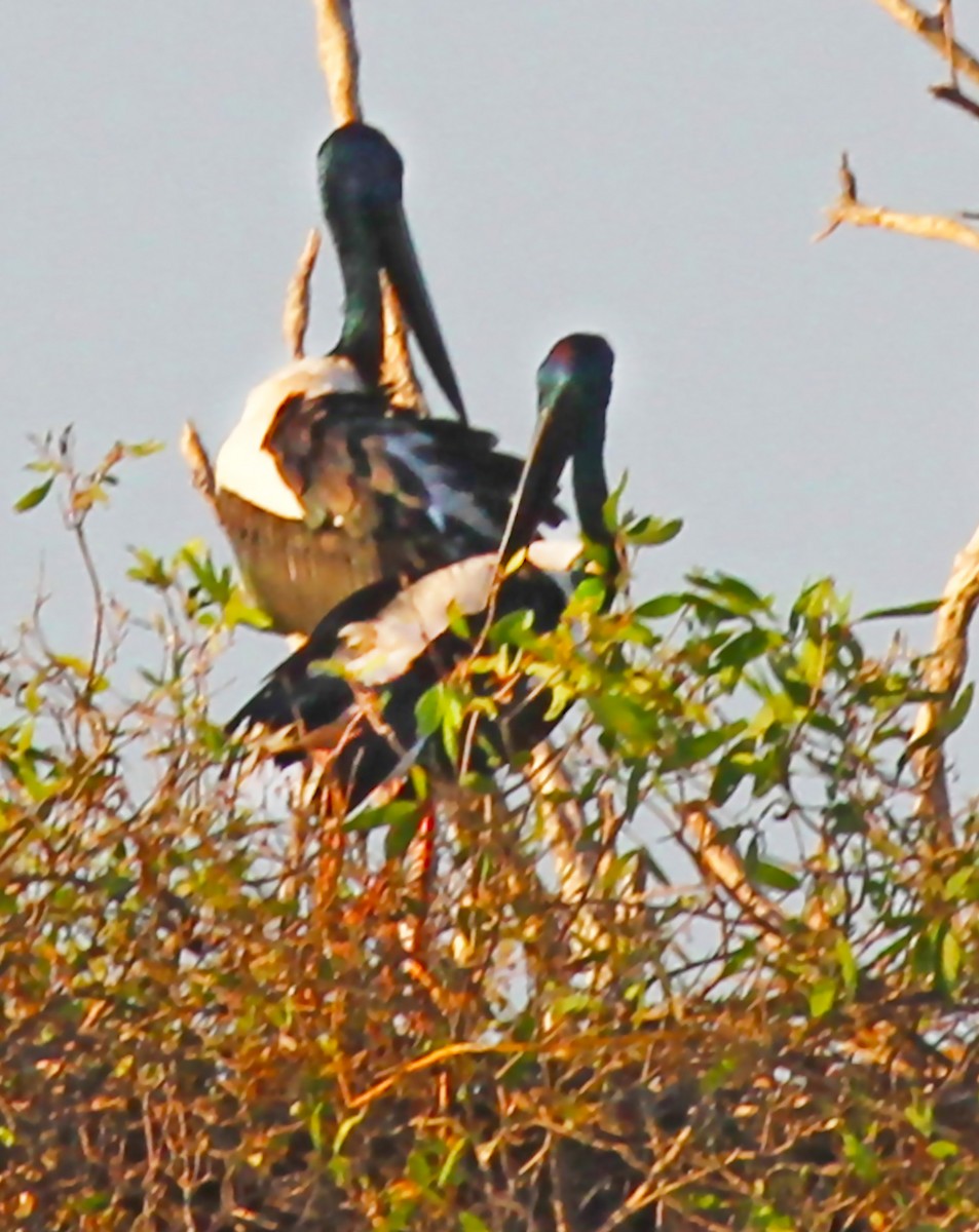 Black-necked Stork - olivia graves