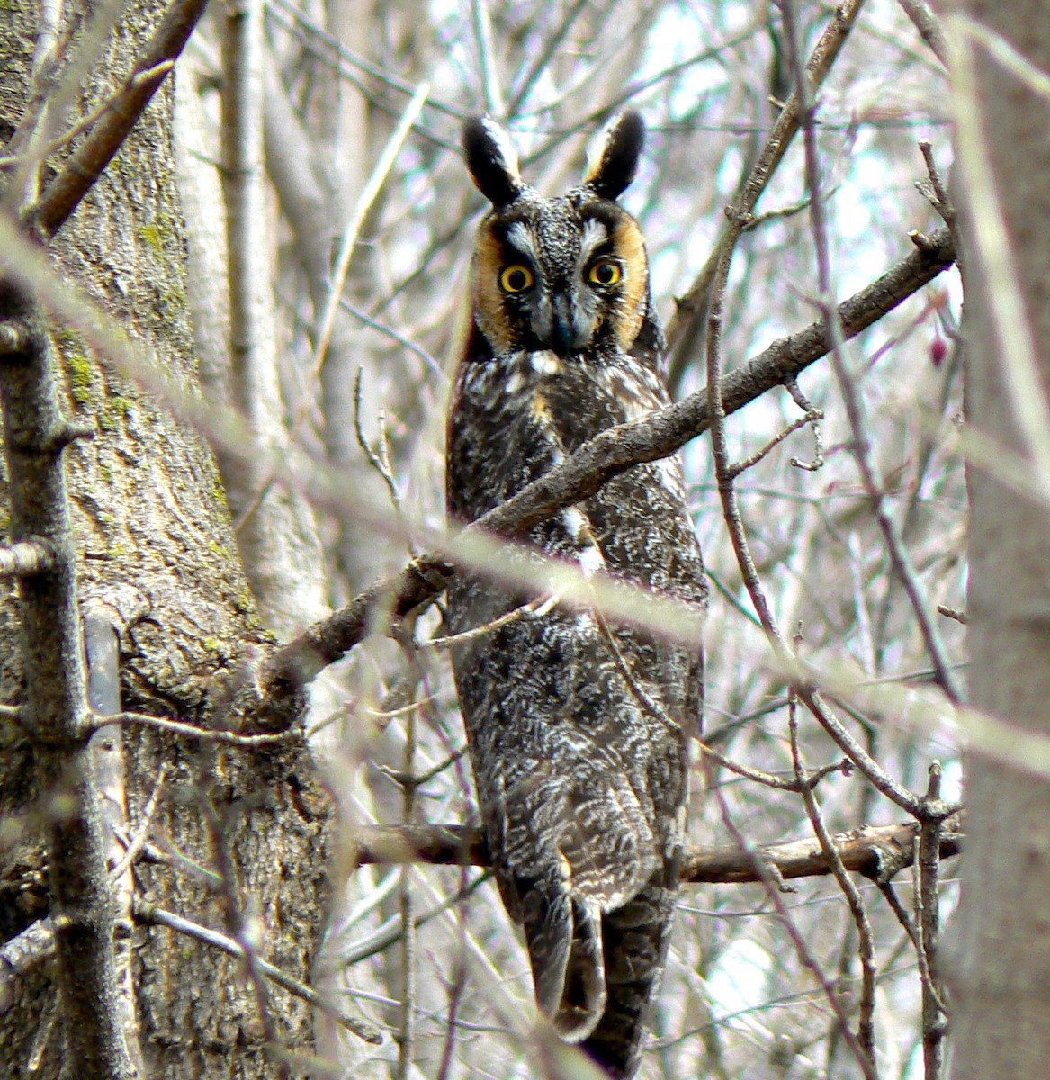 Long-eared Owl - ML42335401