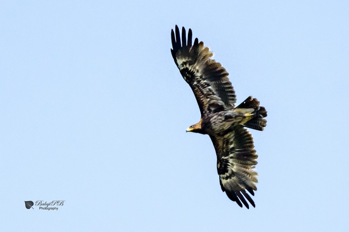 Greater Spotted Eagle - Balaji P B