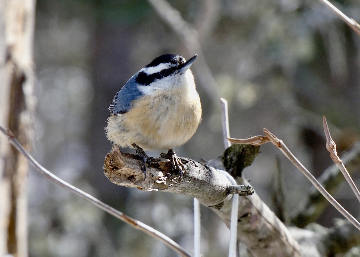 Red-breasted Nuthatch - ML423356801