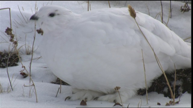 Weißschwanz-Schneehuhn - ML423360