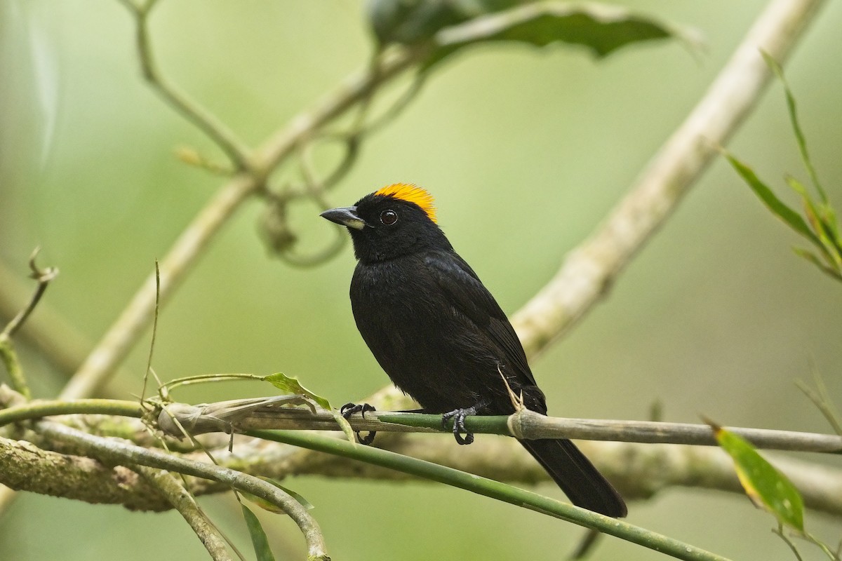 Tawny-crested Tanager - ML423366381