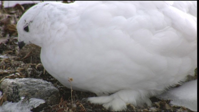 White-tailed Ptarmigan - ML423367