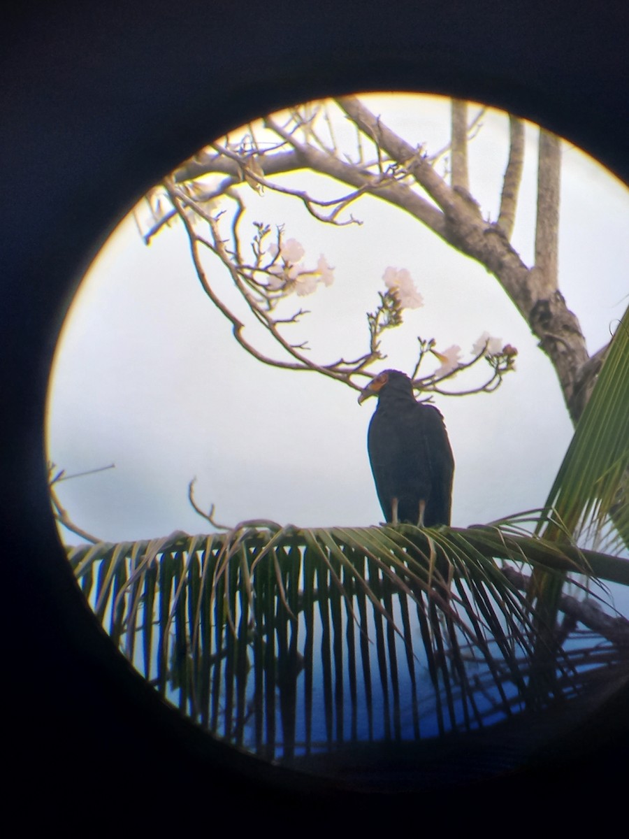 Lesser Yellow-headed Vulture - Ricardo Brenes