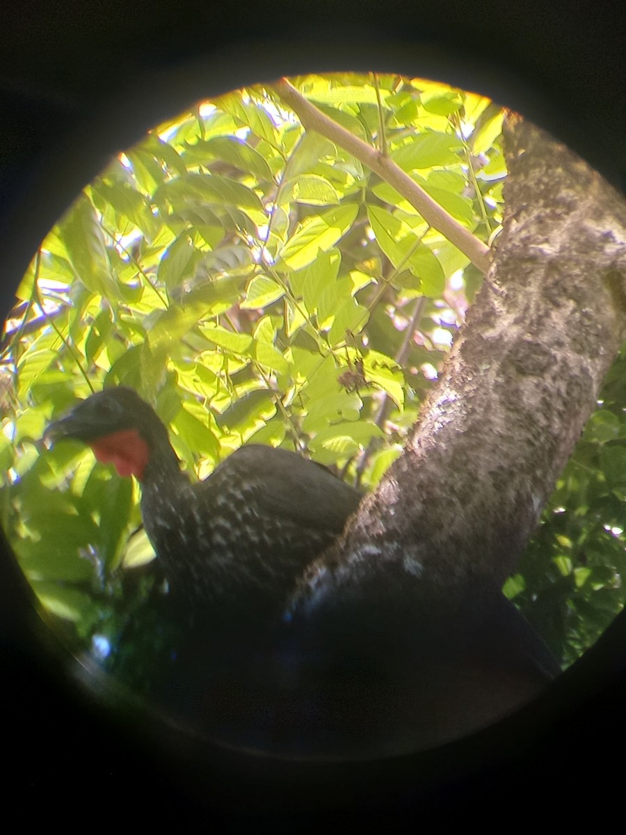Crested Guan - ML423373691