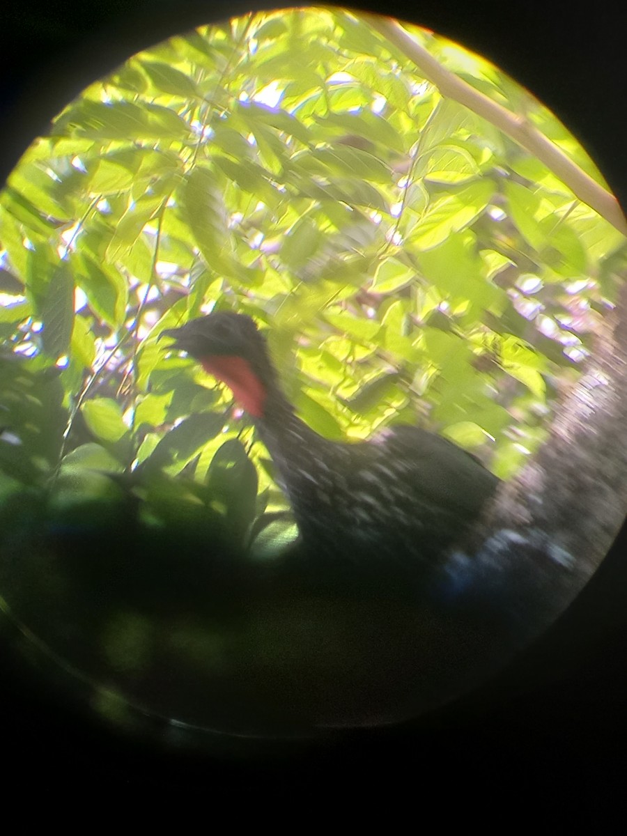 Crested Guan - ML423373701
