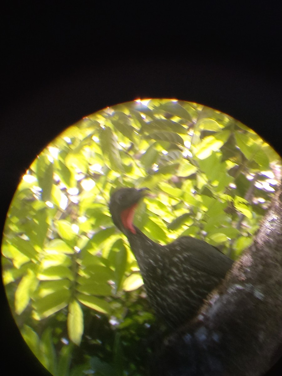 Crested Guan - ML423373711