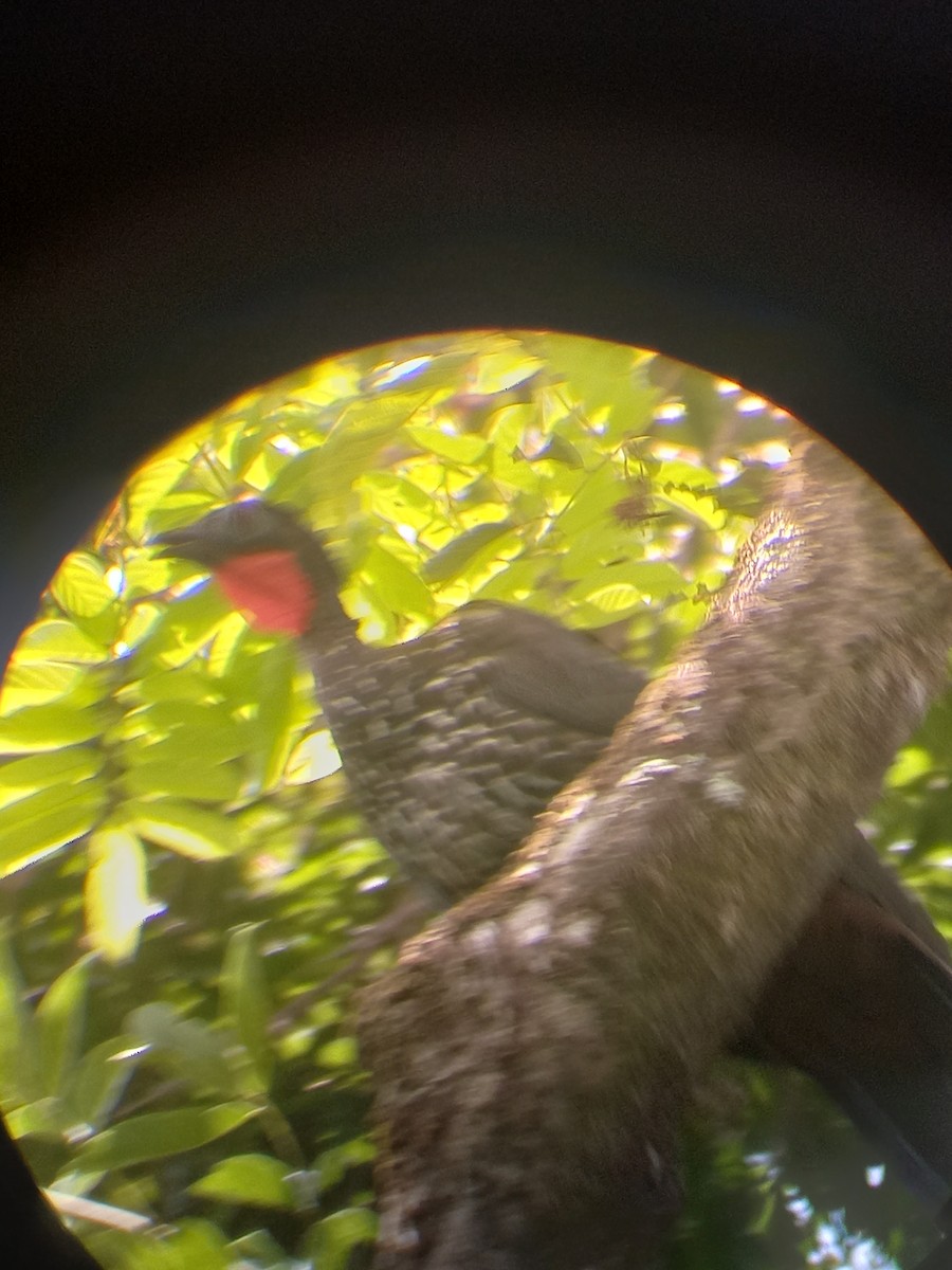 Crested Guan - ML423373721