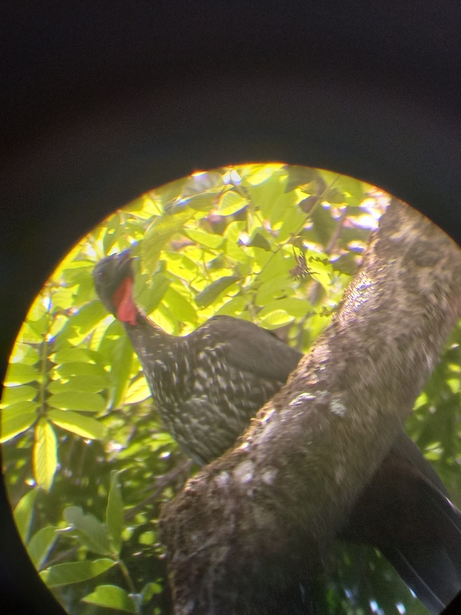 Crested Guan - ML423373741