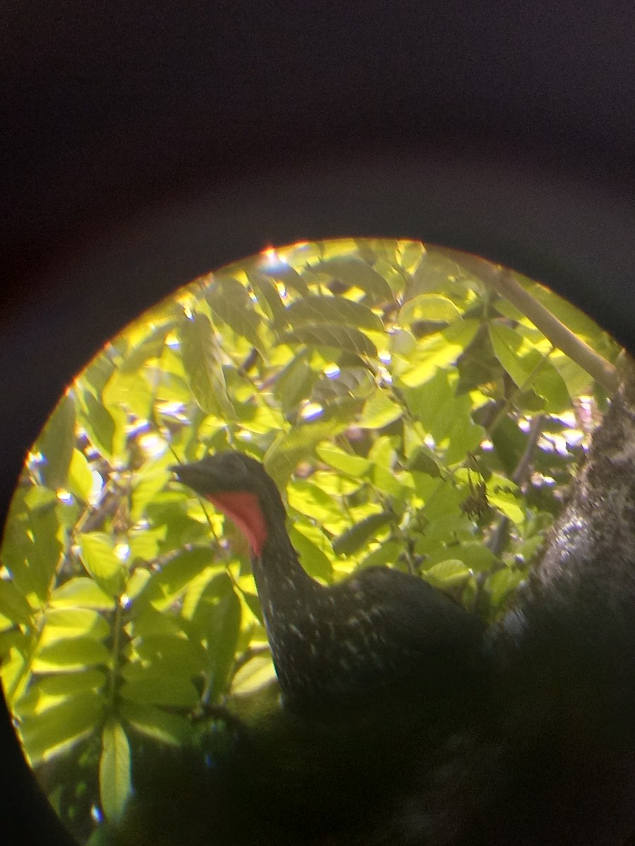 Crested Guan - ML423373761