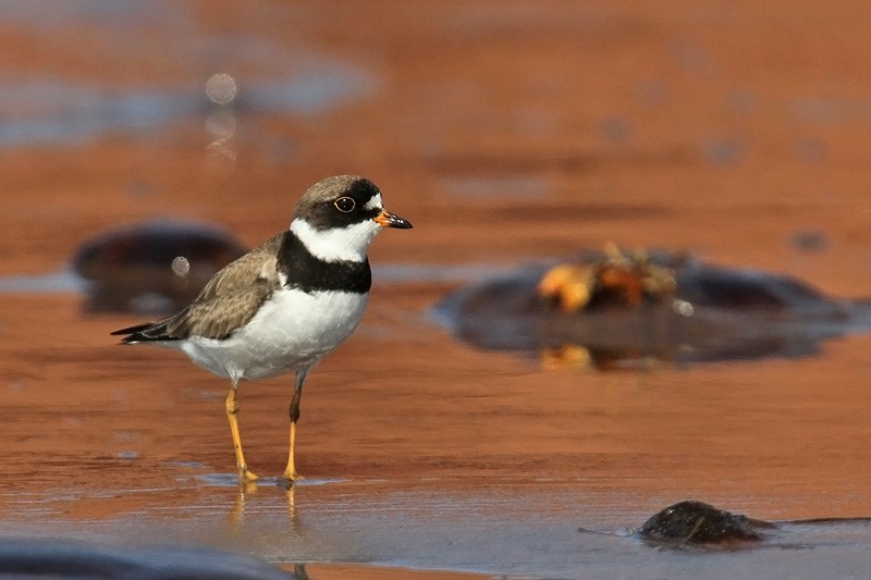 Semipalmated Plover - ML423374221