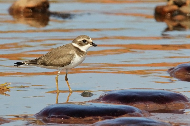 Semipalmated Plover - ML423374231