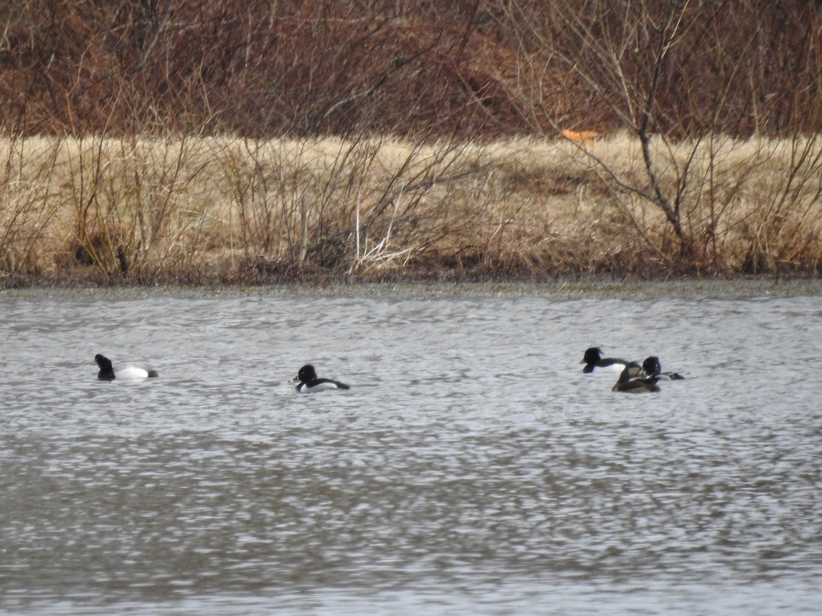 Tufted Duck - ML423374661