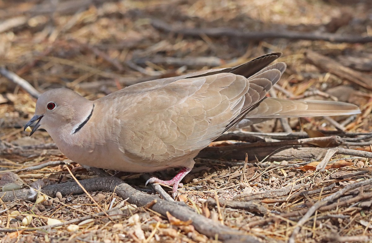 Eurasian Collared-Dove - ML423375041