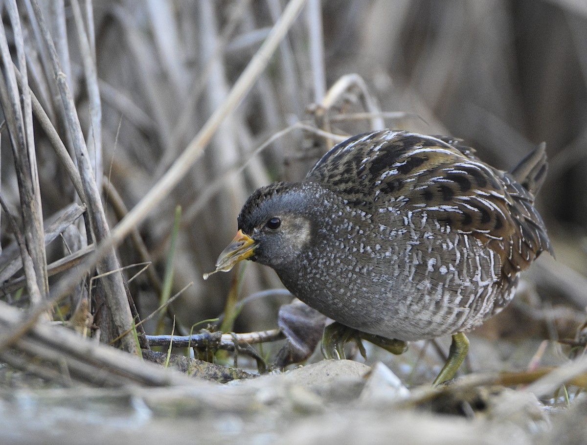 Spotted Crake - ML423377311