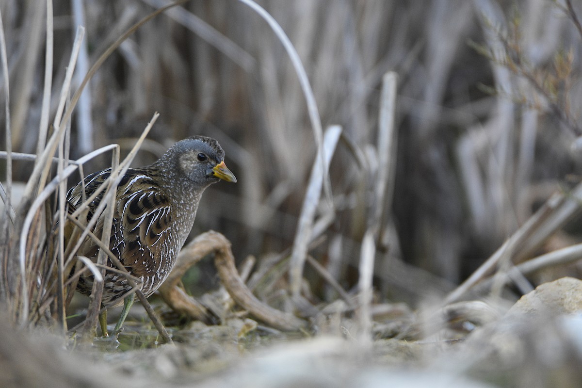Spotted Crake - ML423377461