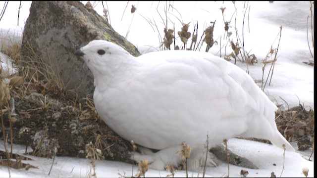 White-tailed Ptarmigan - ML423380