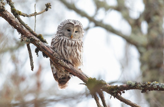 Frontal view (subspecies <em class="SciName notranslate">liturata</em>). - Ural Owl - 