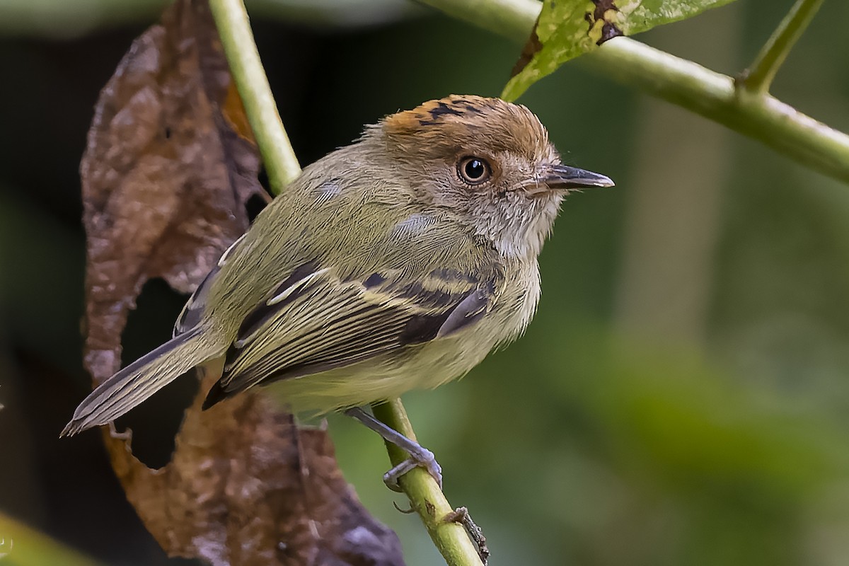 Scale-crested Pygmy-Tyrant - ML423386251