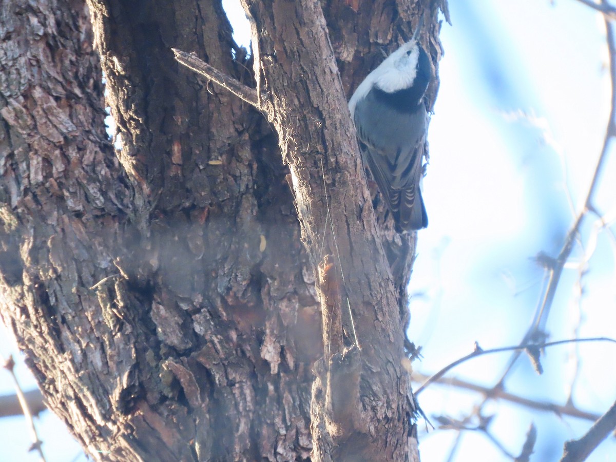 White-breasted Nuthatch - Anne (Webster) Leight