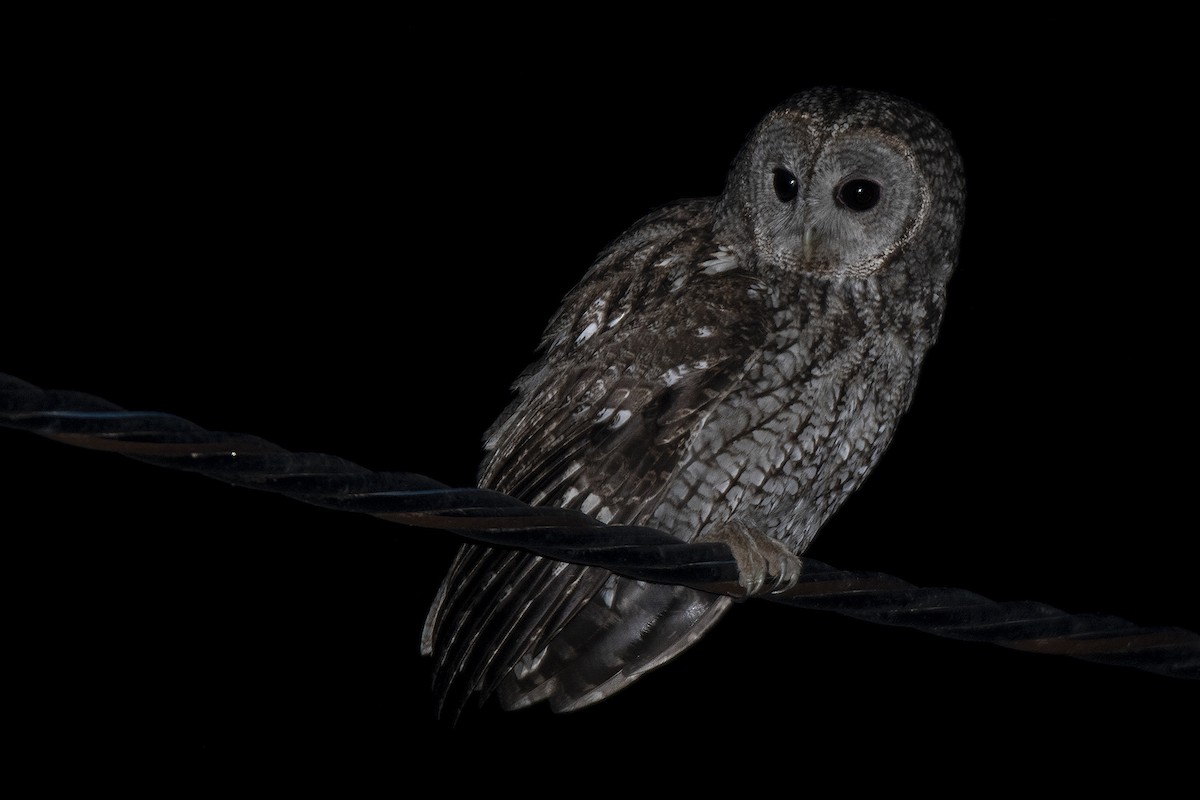 Maghreb Owl - ML423390051