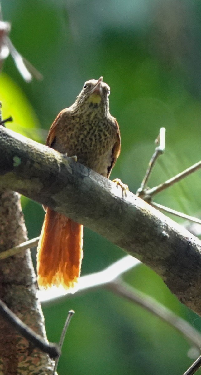 Speckled Spinetail - ML423390411
