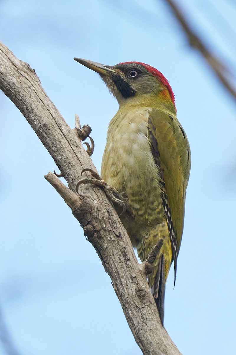 Levaillant's Woodpecker - Miguel Rouco