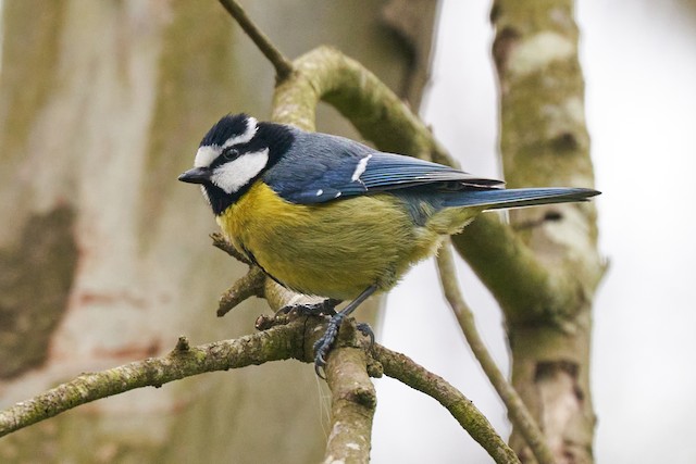 Similar species: African Blue Tit (<em class="SciName notranslate">Cyanistes teneriffae</em>). - African Blue Tit - 