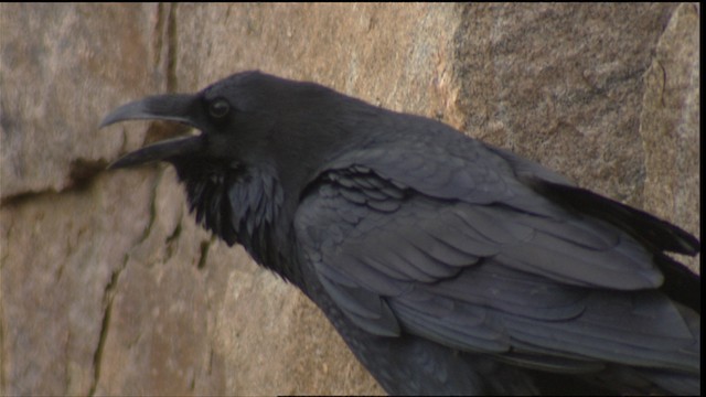  - Common Raven