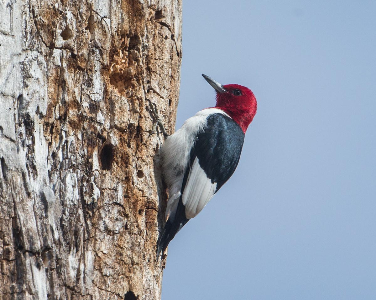 Red-headed Woodpecker - ML423416651