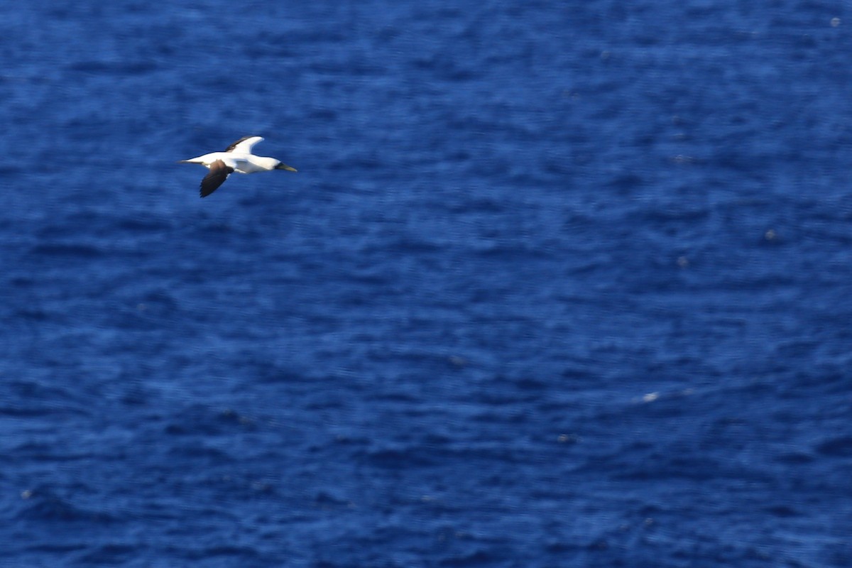Masked Booby - ML423428171