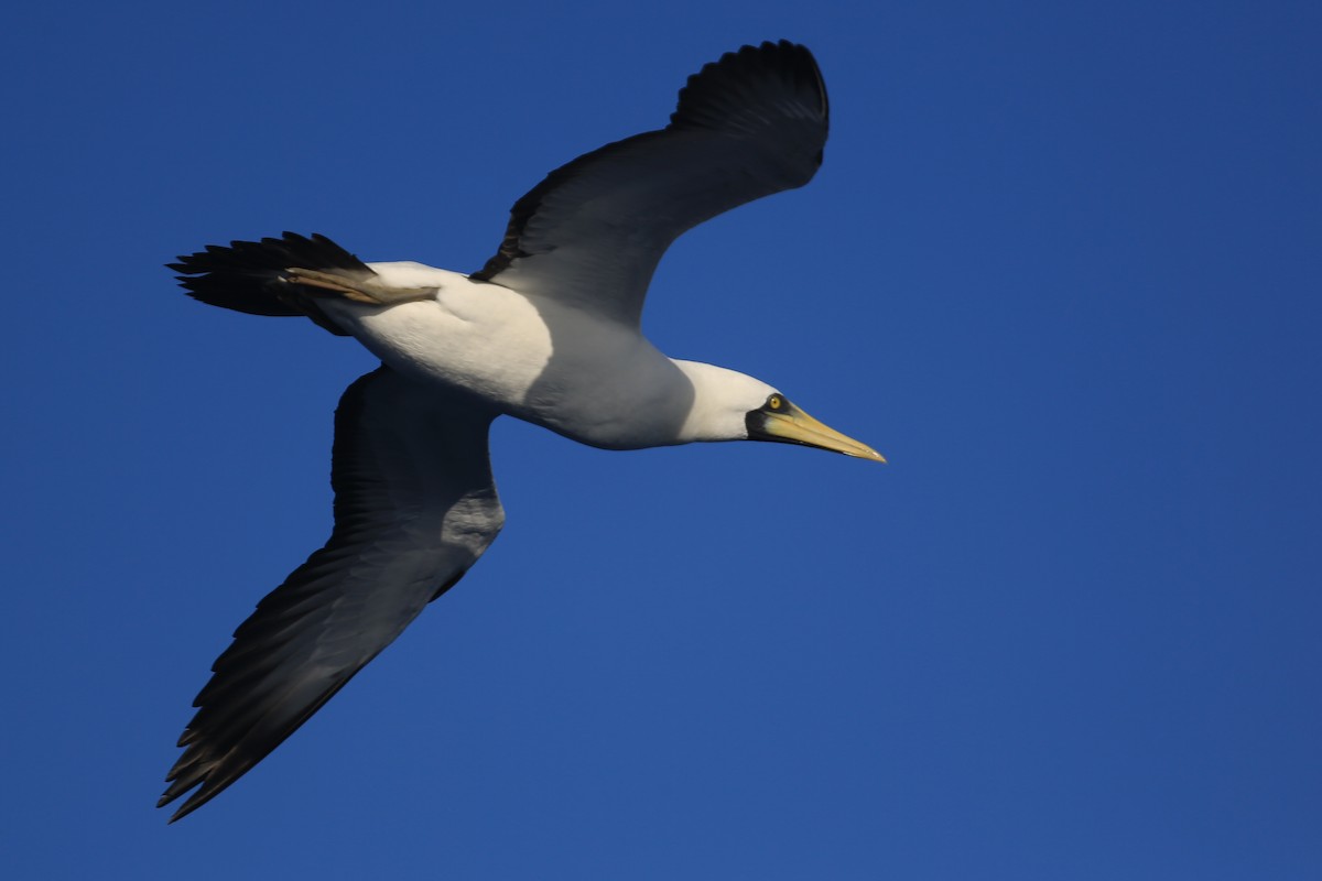Masked Booby - ML423428611