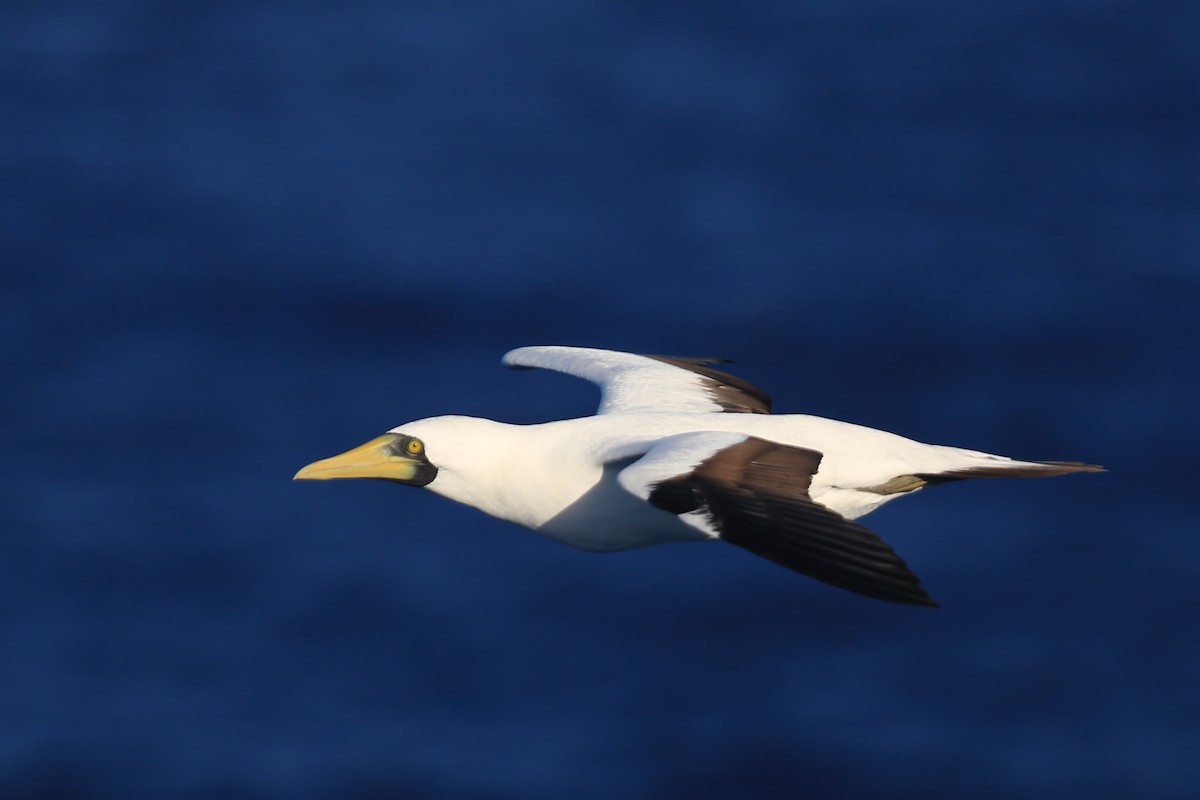 Masked Booby - ML423428731