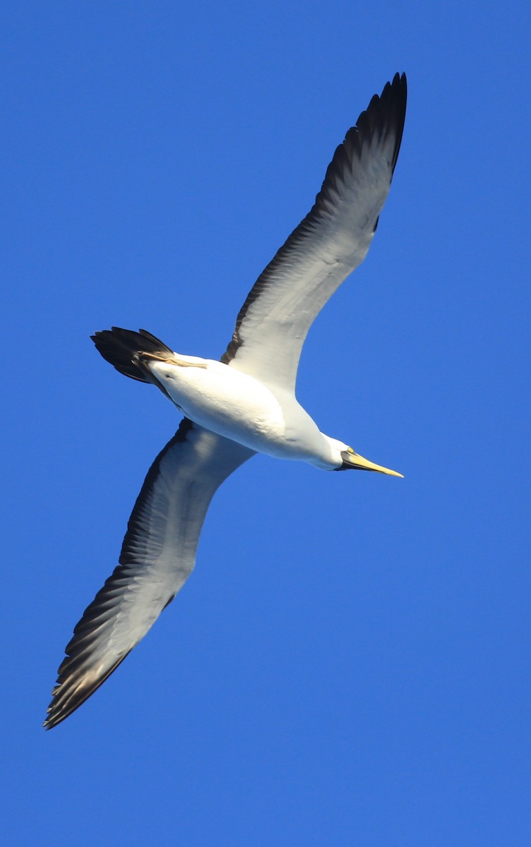 Masked Booby - ML423428861