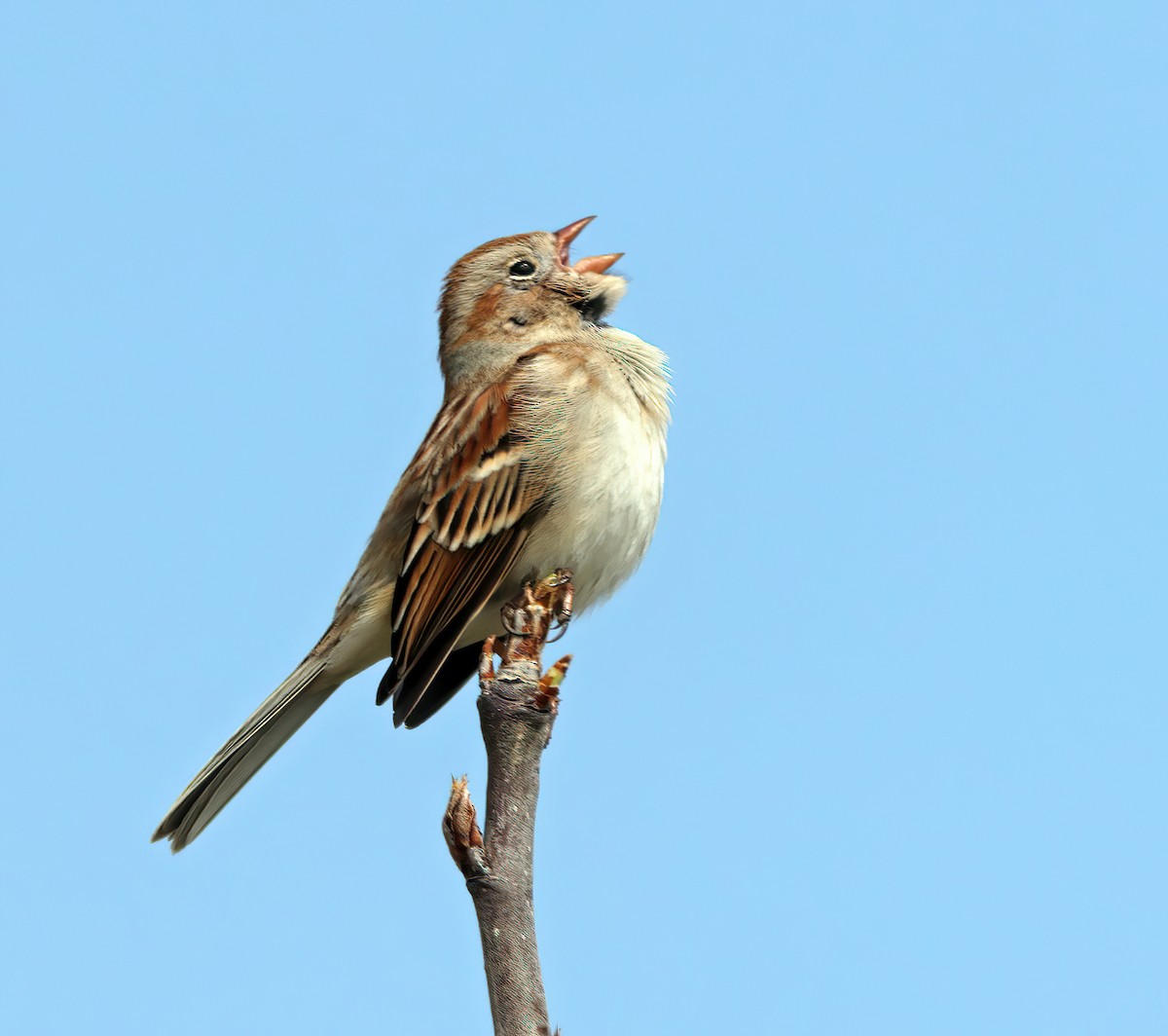 Field Sparrow - ML423462321