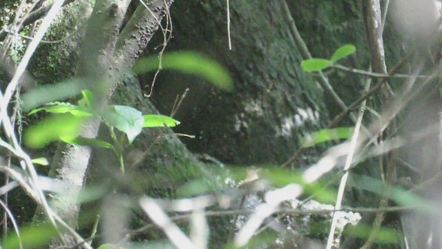 Golden-crowned Warbler - ML423476301